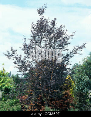 Betula pendula - `Purpurea'   TRS006402 Stock Photo